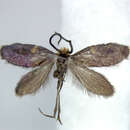 Image of Paramartyria semifasciella Issiki 1931