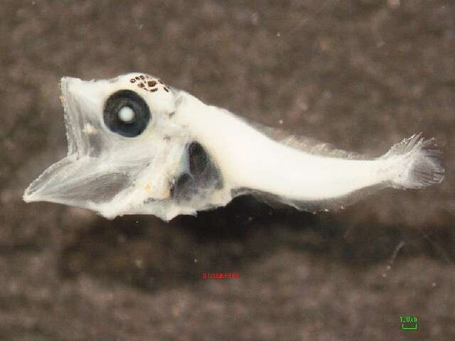 Image of Albacore Fish