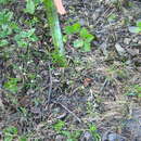 Image of Antennaria howellii subsp. neodioica