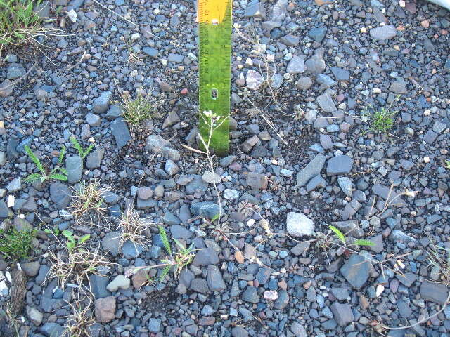 Plancia ëd Arabidopsis arenicola