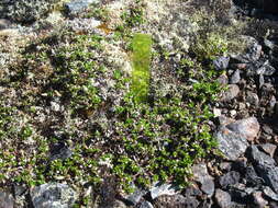 Image of bearberry willow