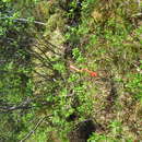 Image of Labrador willow
