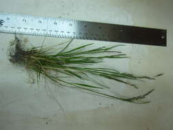 Image of northern bentgrass