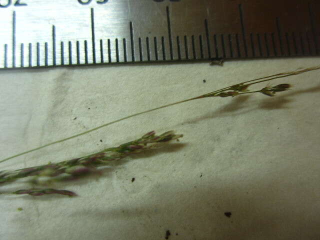 Image of northern bentgrass