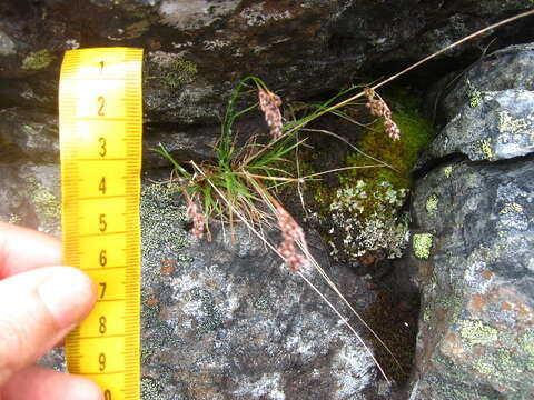 Image of Spiked Wood-Rush