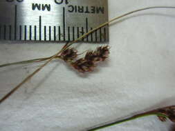 Image of Spiked Wood-Rush