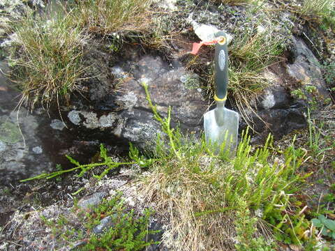 Image of one-cone clubmoss