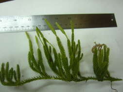 Image of one-cone clubmoss