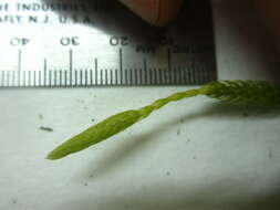 Image of one-cone clubmoss