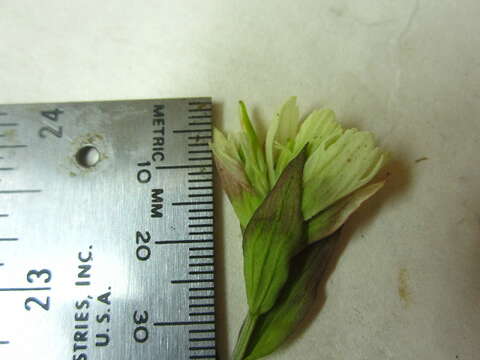 Image of Port Clarence Indian-Paintbrush