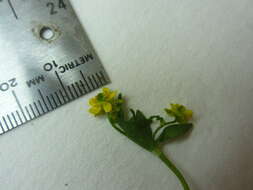 Image of Allen's buttercup