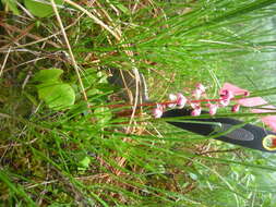 Image of liverleaf wintergreen