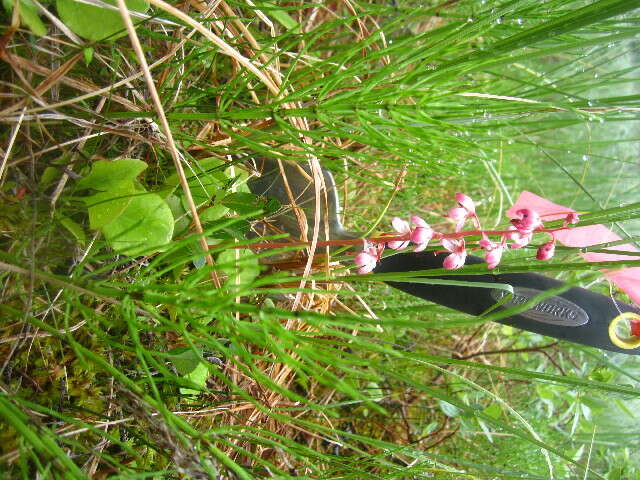 Image of liverleaf wintergreen