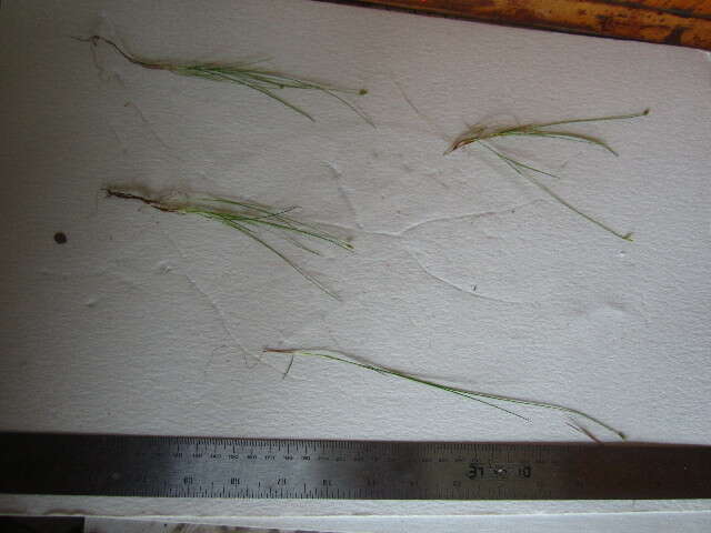 Image of Bristly-stalked sedge