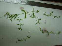 Image of boreal starwort