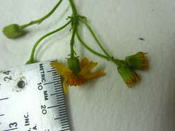 Image of golden ragwort