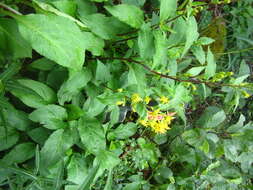 Image of largeleaf goldenrod