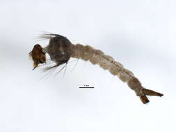 صورة Aedes excrucians (Walker 1856)