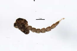 Image of Ablabesmyia illinoensis (Malloch 1915)