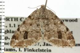 Image of <i>Macaria fissinotata</i>