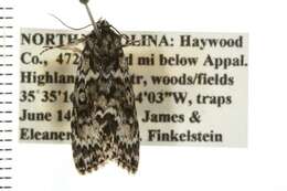 Image of Fragile Dagger Moth