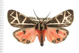 Image of Grammia placentia Smith 1797