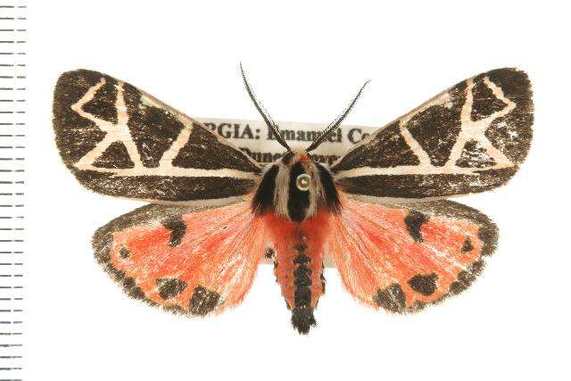 Image of Grammia placentia Smith 1797