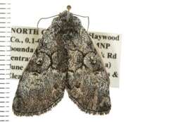 Image of The Laugher Moth