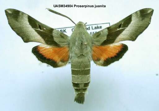 Proserpinus juanita (Strecker 1876) resmi