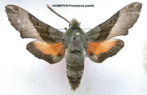 Proserpinus juanita (Strecker 1876) resmi