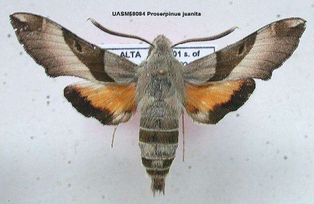 Proserpinus juanita (Strecker 1876) resmi