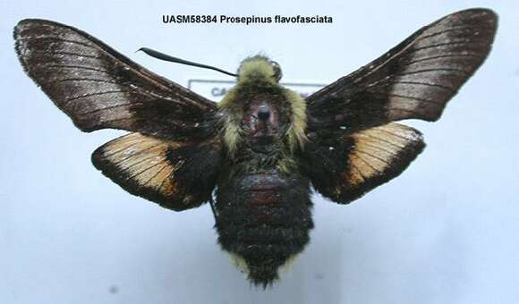 Proserpinus flavofasciata (Walker 1856) resmi