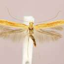 Image of Caloptilia sanguinella (Beutenmüller 1888)