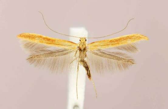 Image of Caloptilia sanguinella (Beutenmüller 1888)