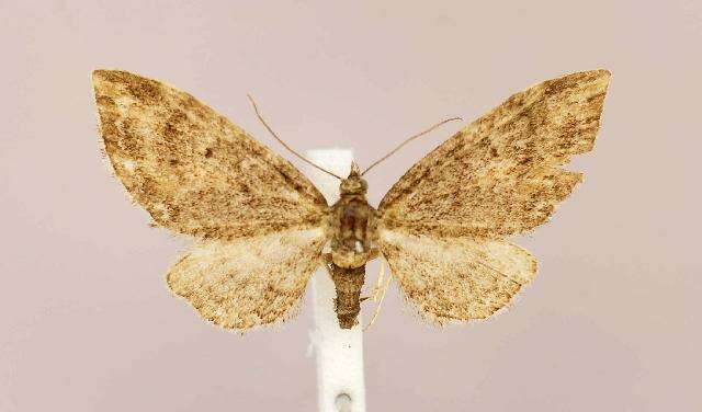 Image of Eupithecia columbiata Dyar 1904