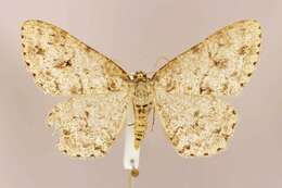 Image of The Small Engrailed