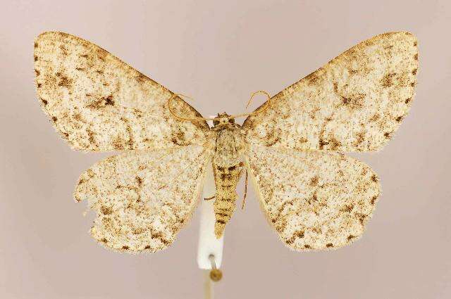 Image of The Small Engrailed