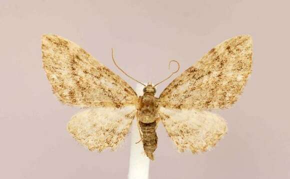 Image of Eupithecia columbiata Dyar 1904