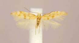 Imagem de Argyresthia freyella Walsingham 1890