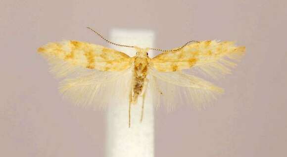 Imagem de Argyresthia freyella Walsingham 1890