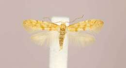 Imagem de Argyresthia freyella Walsingham 1890