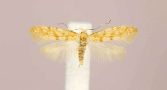 Imagem de Argyresthia freyella Walsingham 1890