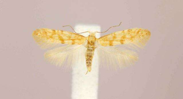 Imagem de Argyresthia freyella Walsingham 1890