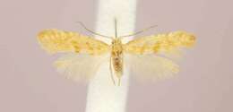 Imagem de Argyresthia freyella Walsingham 1890