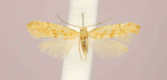 Imagem de Argyresthia freyella Walsingham 1890