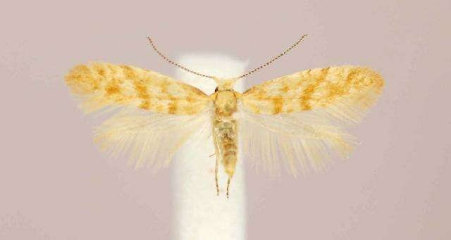 Imagem de Argyresthia freyella Walsingham 1890