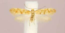 Imagem de Argyresthia freyella Walsingham 1890