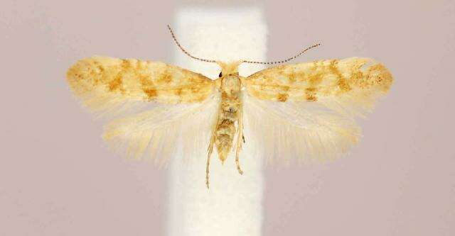 Imagem de Argyresthia freyella Walsingham 1890