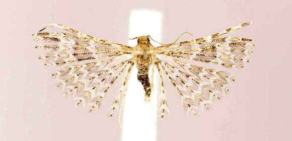 Image of Montana Six-plume Moth