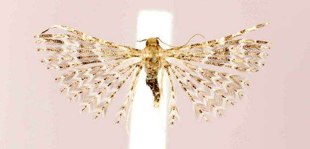 Image of Montana Six-plume Moth